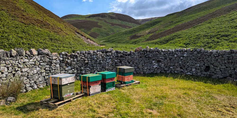 Hives on the moor